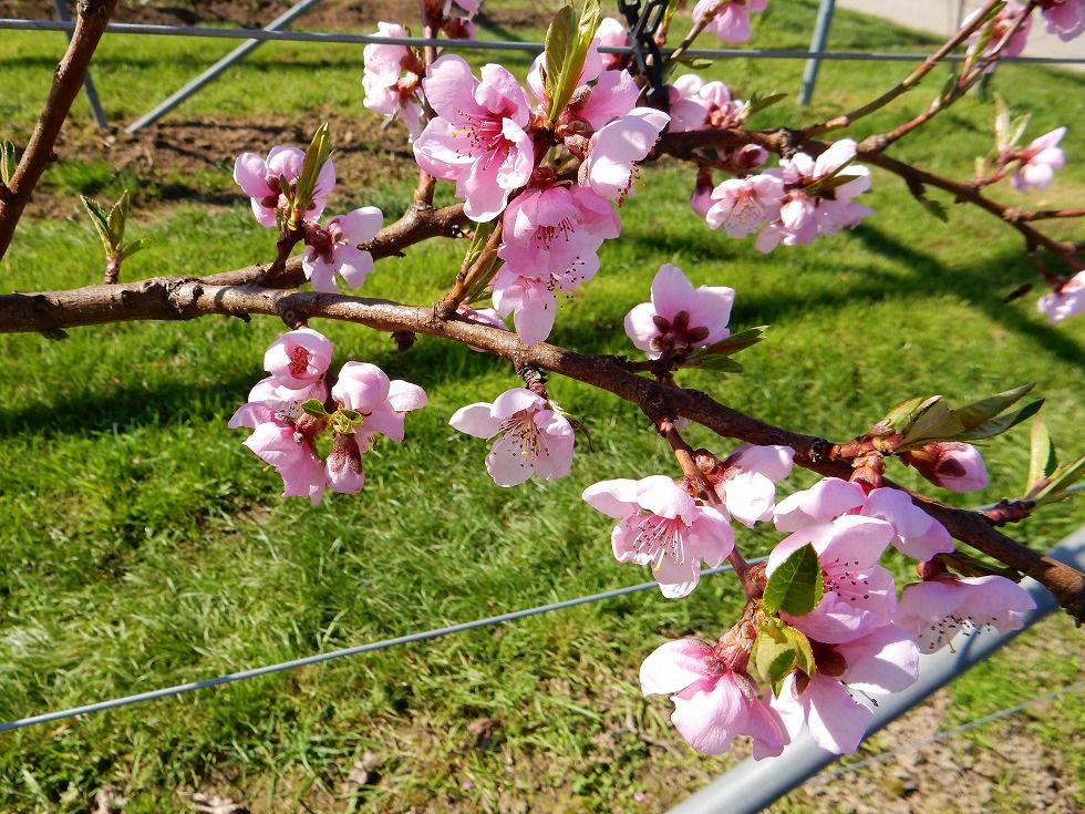 apricot