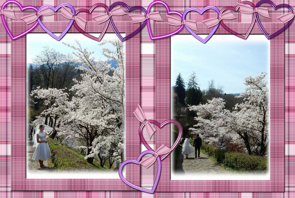 sakura_bern_7