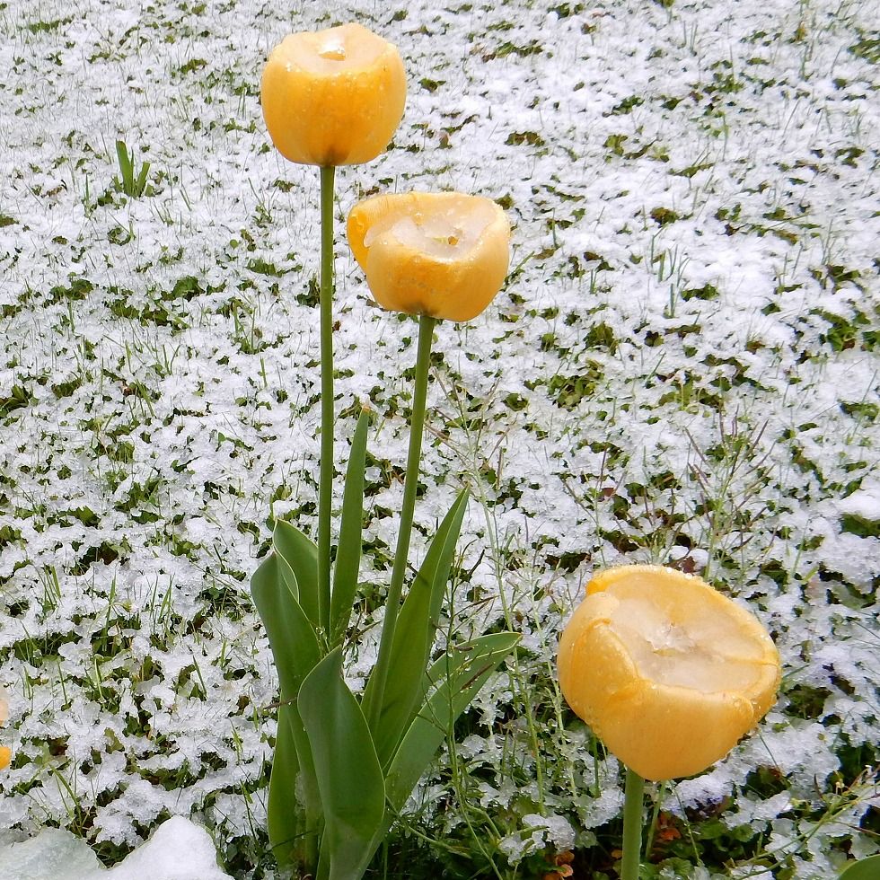 Tulip_0426