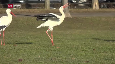 Storch-1
