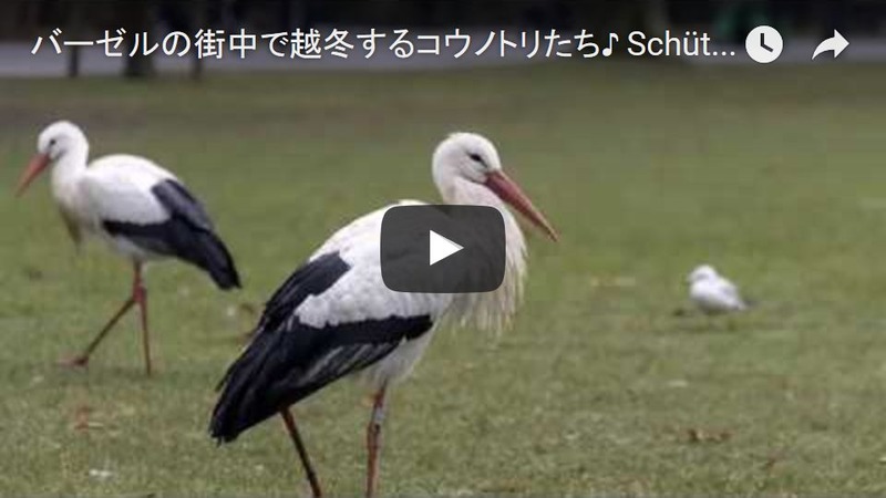 YouTubeへ