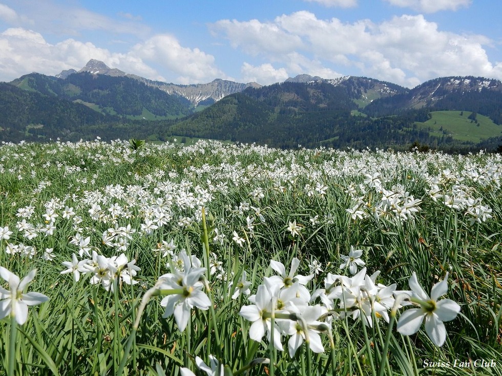 伝説の花ナルシスを訪ねてみよう スイス レ プレイヤード スイス 26の旅の扉