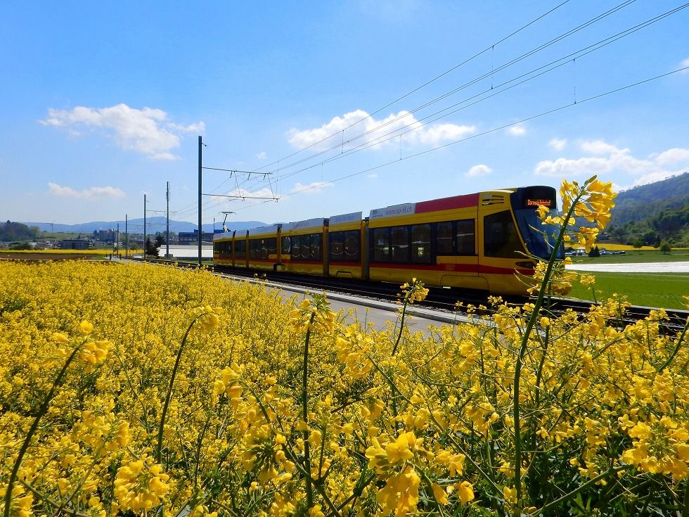 Rapsfeld_5