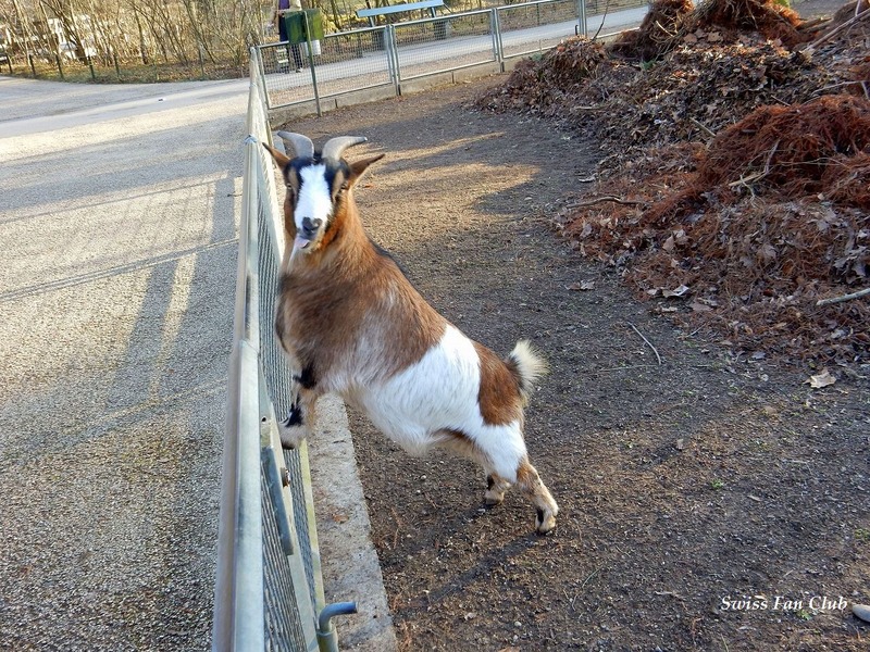 tierpark_2