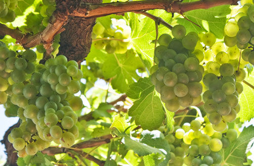 Müller-Thurgau