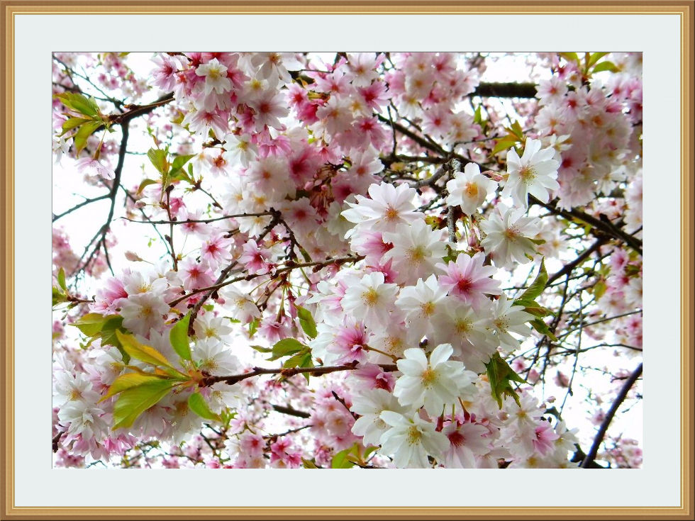 sakura4_BL