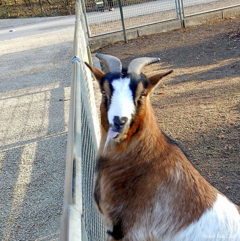 tierpark_3