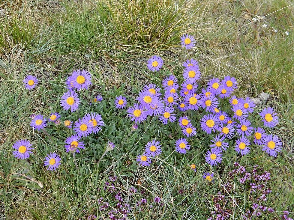 Alpen_Aster