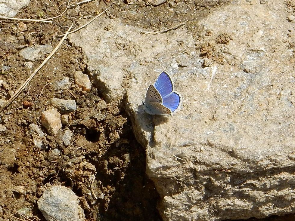 pale_grass_blue_5