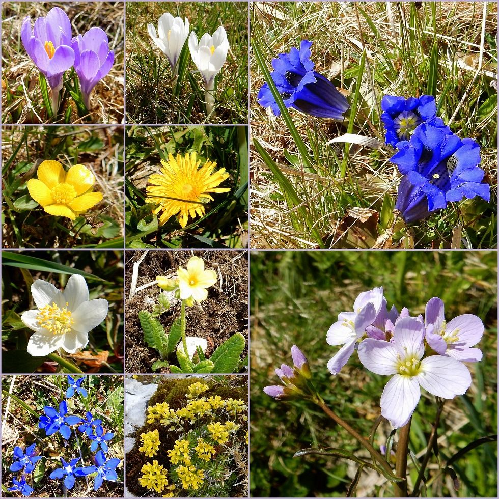 Blumen
