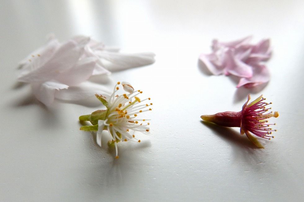 sakura_4