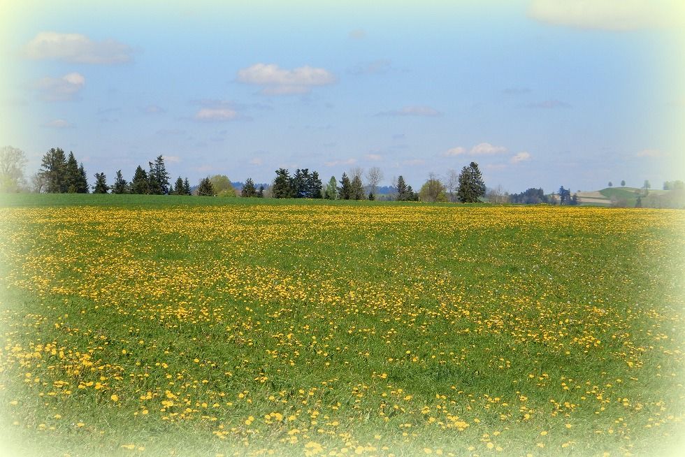 emmental_4