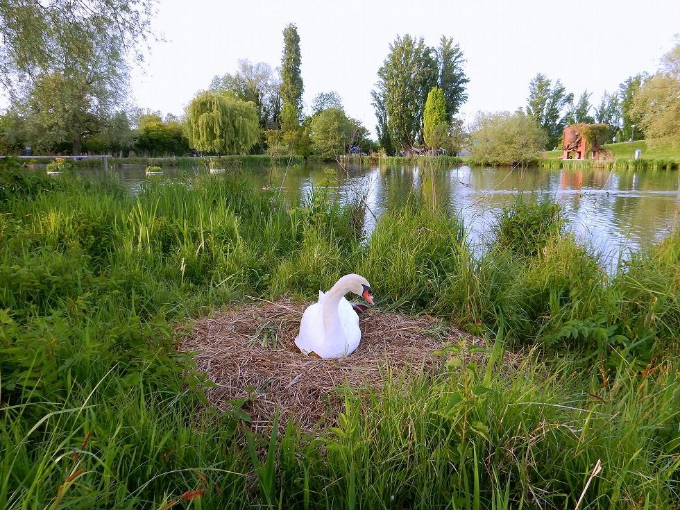 Swan_2