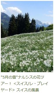 「ナルシスの花ツアー」のブログ記事へ