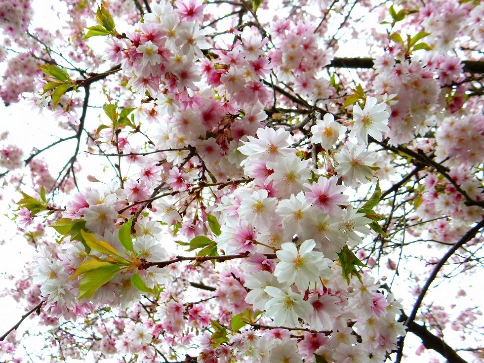 sakura_2