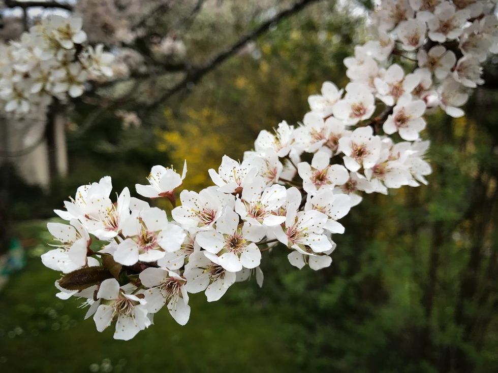 Plum_BE