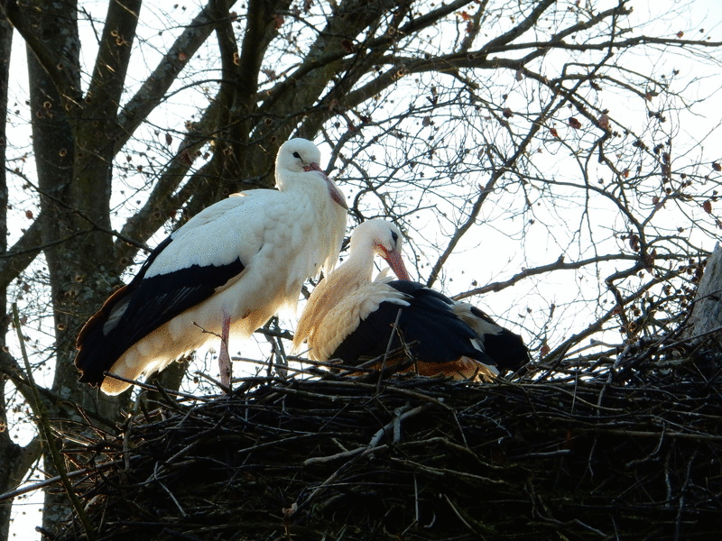 Storch1_gif