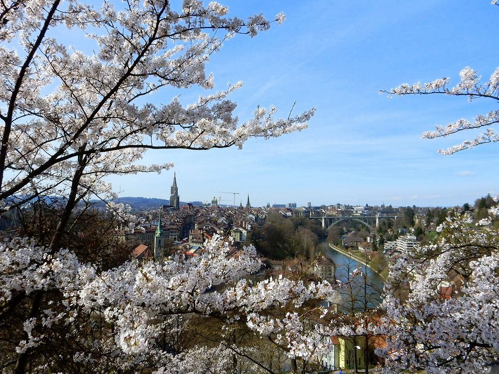 sakura_bern_4