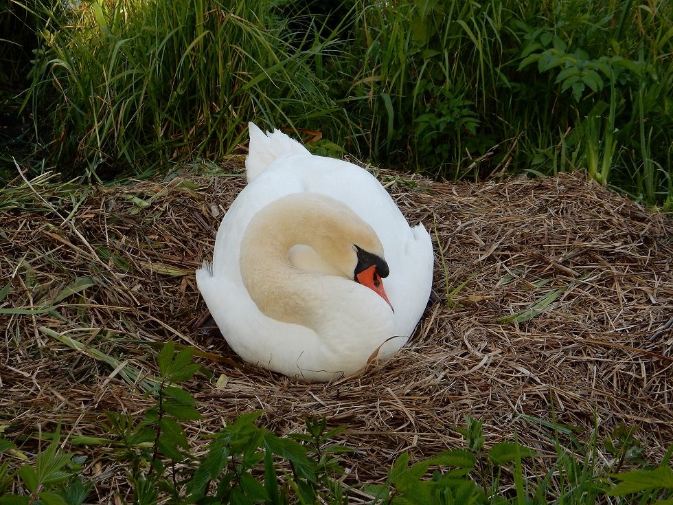 swan_5