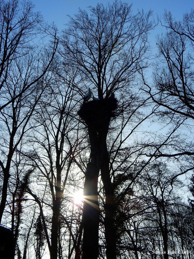 Storch_1_tree