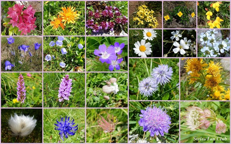 blumen-2-s