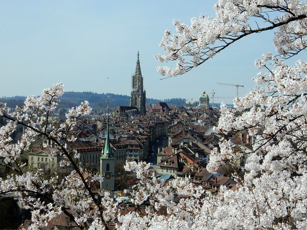 sakura_bern_2