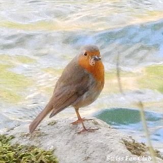 Rotkehlchen