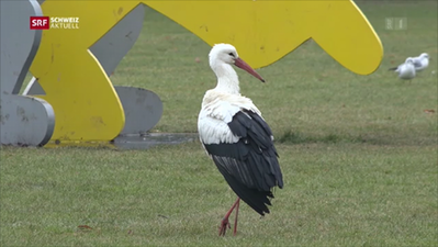 Storch-6