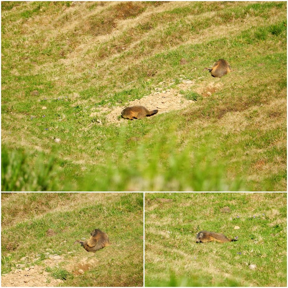 Marmot
