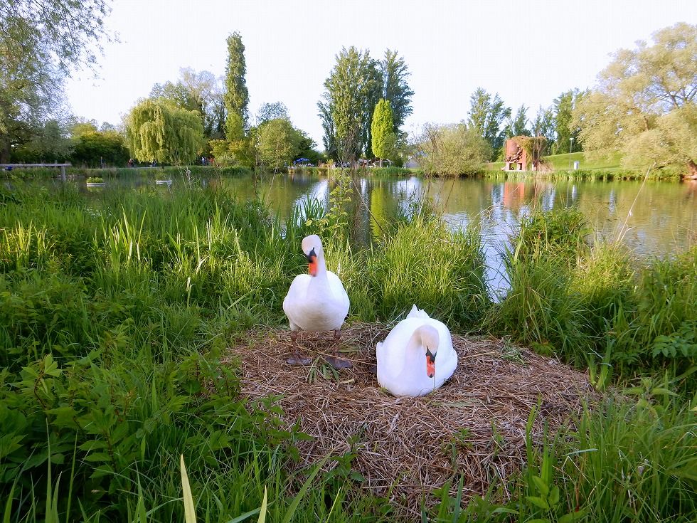swan_3