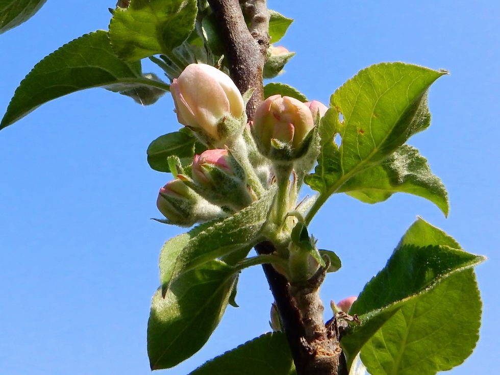 apple1