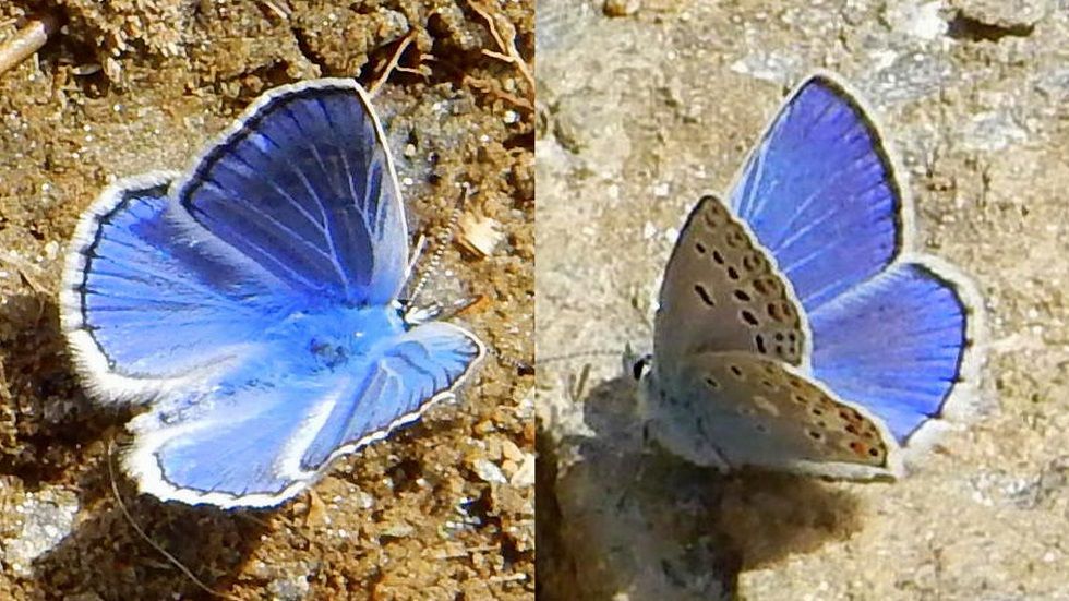 common_blue