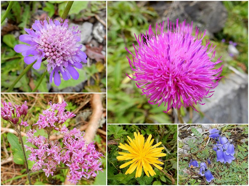 blumen