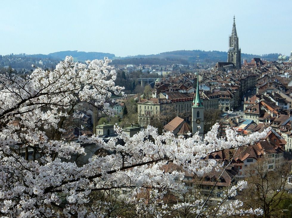 sakura_bern_3