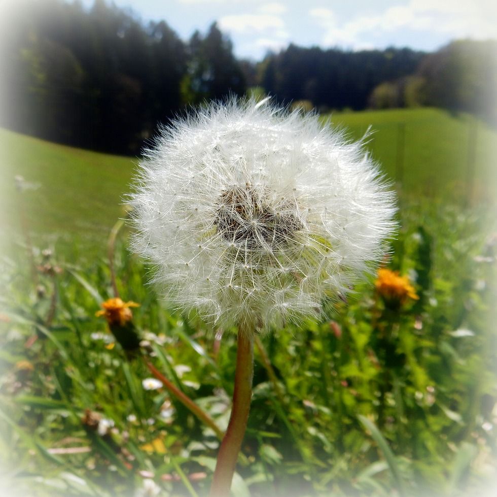 emmental_7