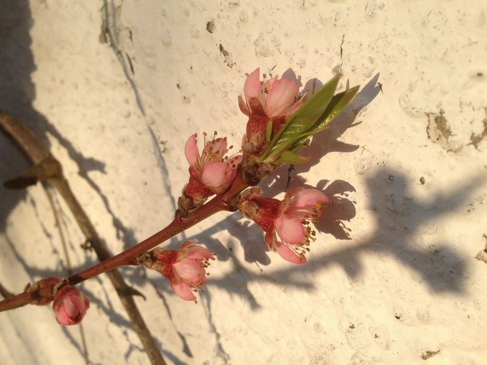 apricot