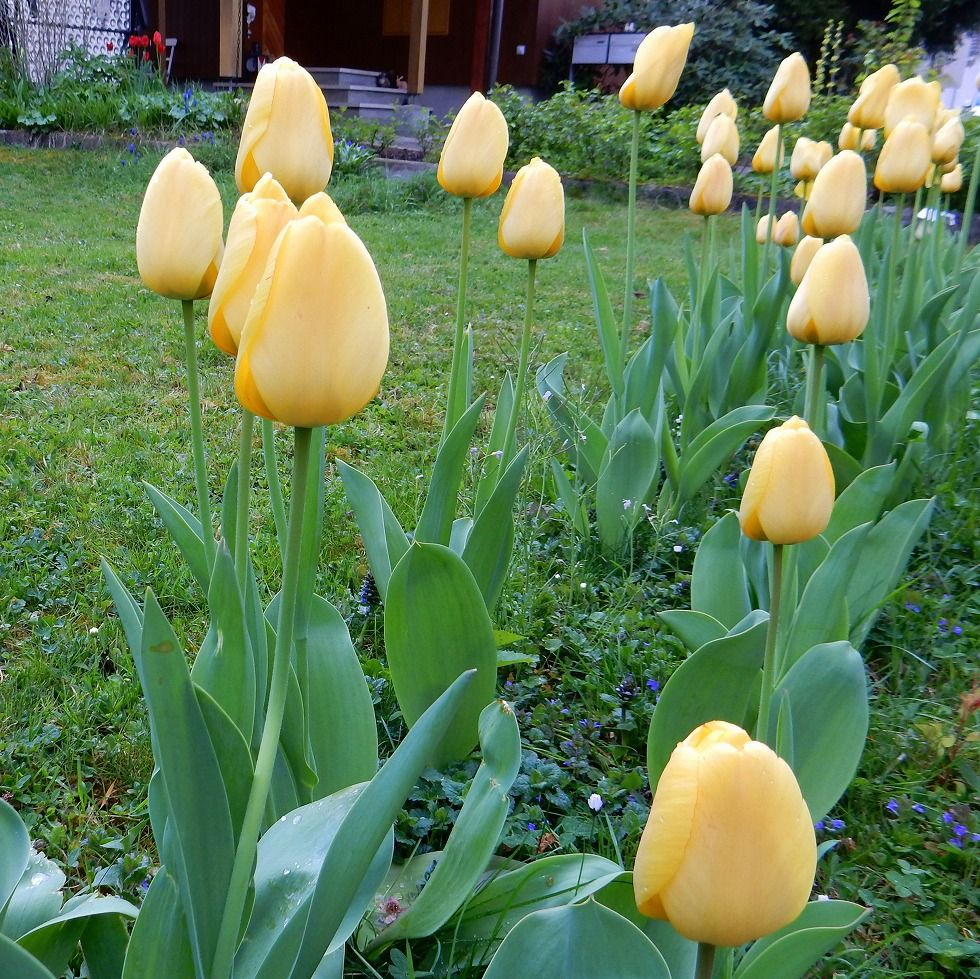 TuliP_0417