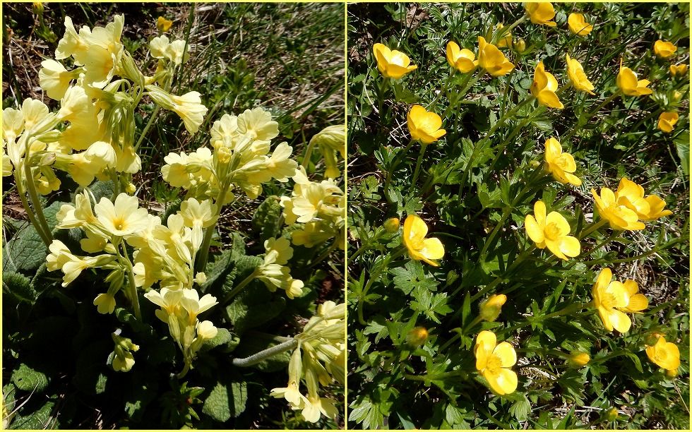 Hoher-Kasten_Blumen