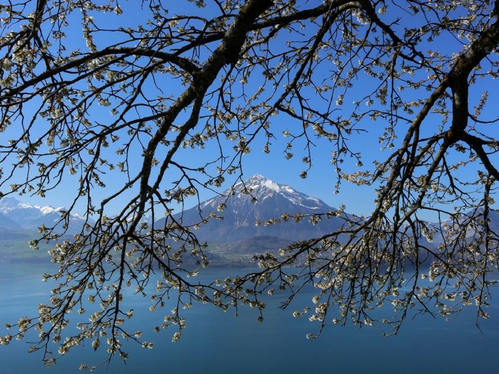 Thunersee1