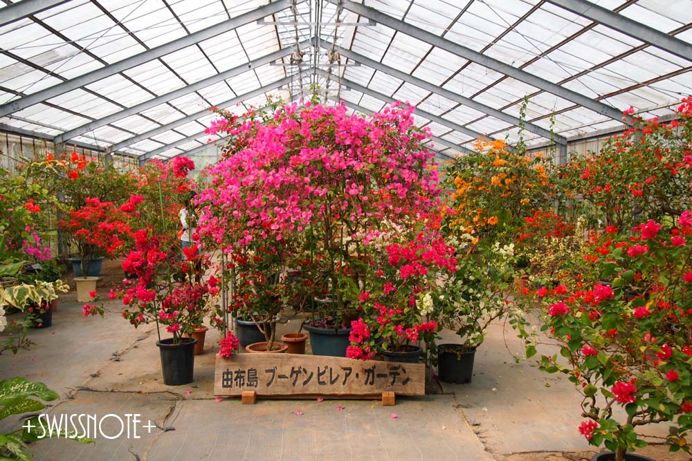 ブーケンビレア