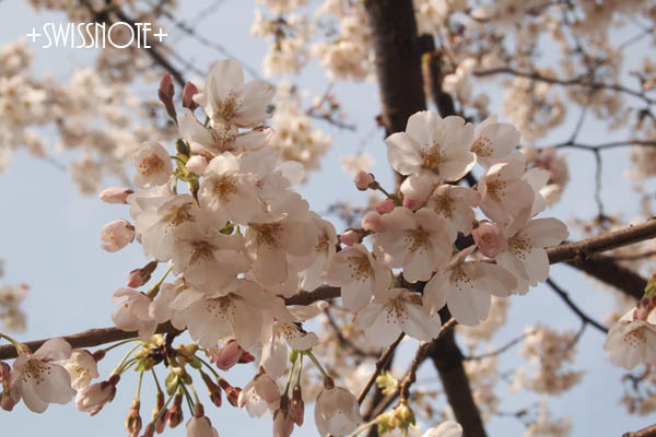 Sakura2014