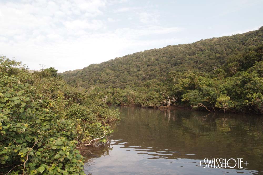 仲間川マングローブクルーズ