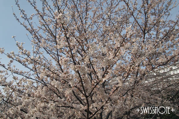 Sakura2014