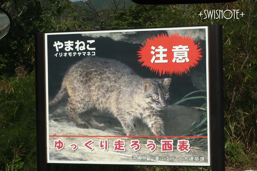 イリオモテヤマネコ