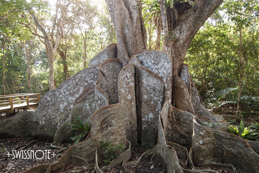 サキシマスオウノキ