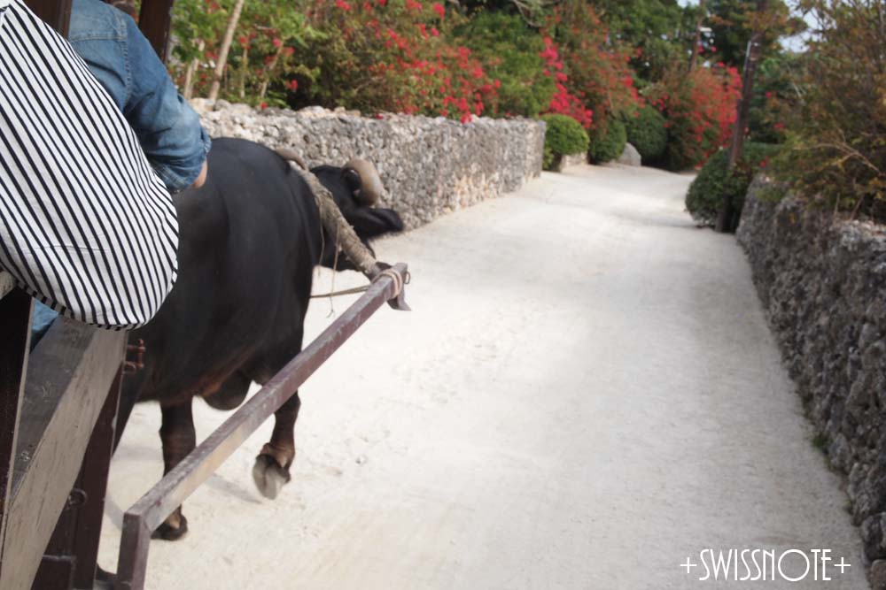 竹富島水牛車