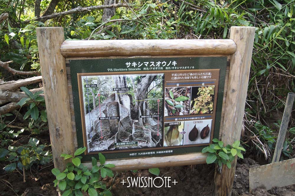 サキシマスオウノキ