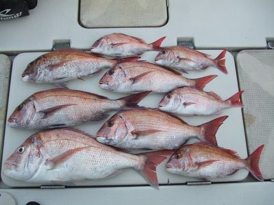 みんなの釣果
