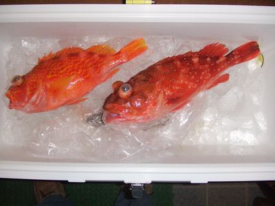 07-05-04串本(ウッカリ、アヤメカサゴ)