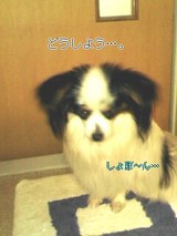 �ɤ����褦��